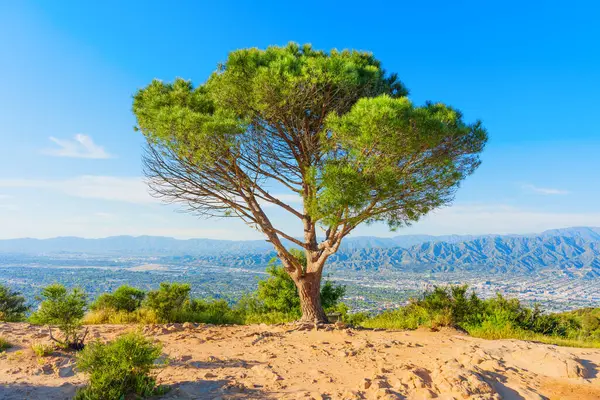 stock image Wisdom Tree Overlooking Los Angeles, Daytime