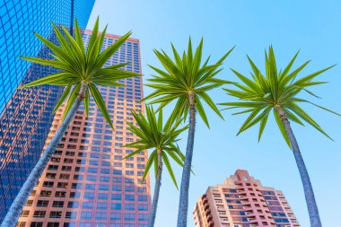 Los Angeles 'ta Palmiye Ağaçlı Modern Gökdelenler