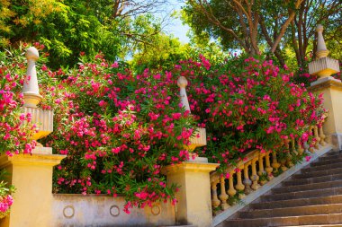 Barselona, İspanya - 16 Temmuz 2024: Barcelona Park 'ta Canlı Pembe Çiçekler