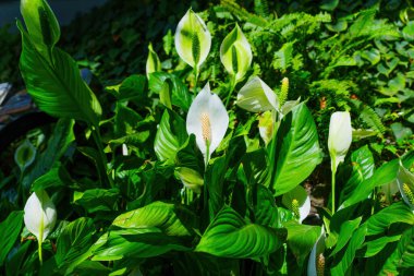 Canlı yeşilliklerle çevrili yemyeşil barış zambakları