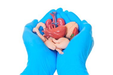 Mavi eldivenli iki el, beyin, kalp ve sindirim organları da dahil olmak üzere anatomik modellerden oluşan bir koleksiyonu nazikçe tutar. Tıp eğitimi ve sağlıkla ilgili görseller için mükemmel..
