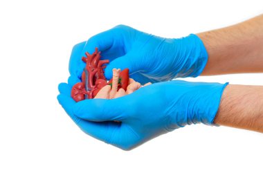 Mavi eldiven giyerken anatomik organ modellerini ayarlayan ellerin yakın çekimi. Eğitim içeriği için ideal insan anatomisi ve fizyolojisi.