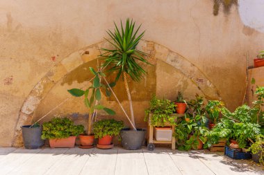 Tarragona, İspanya 'da dokulu taş bir duvarın yanına yerleştirilmiş çeşitli saksı bitkileri.