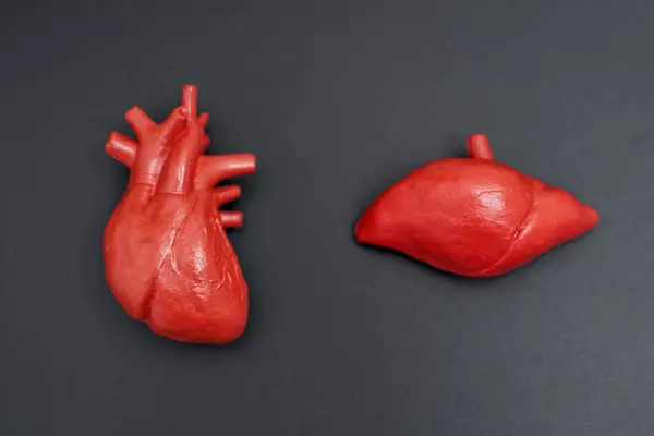 stock image Realistic models of human heart and liver, showcasing anatomical features. Essential for medical training and educational purposes.