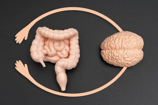 İnsan Anatomisinde Beyin ve Bağlantı Modeli