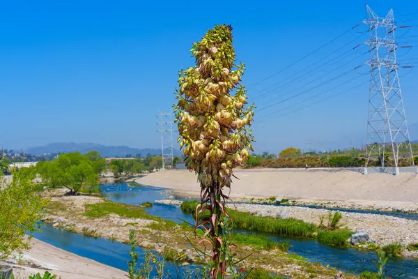 Los Angeles Nehri ve Elektrik Hatlarına Bakan Çiçek Fabrikası