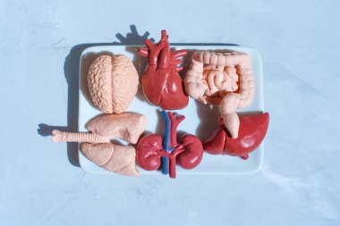 Akciğerler ve bağırsaklar dahil çeşitli Organ Modelleri