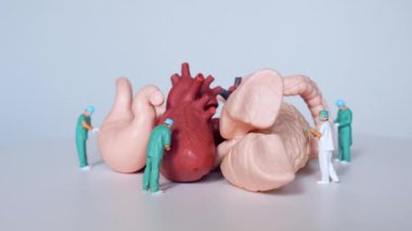 Bir grup doktor, beyin, kalp, karaciğer, bağırsak, böbrek, mide ve akciğer gibi temel insan organlarının devasa modellerini araştırıyor..