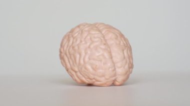 İnsan beyninin anatomik modeli 360 derece dönerek, nöroloji ve tıbbi çalışmalarda eğitici amaçlar için detaylı yapı ve anatomi sergiliyor..
