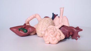 Temel insan organı, beyin, akciğer, karaciğer, bağırsak ve böbreklerinin anatomik modellerini eğitim amaçlı olarak her taraftan görüntüle.