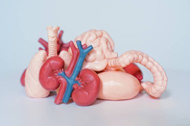 Işık Arkaplanda İnsan Organlarının Anatomik Modeli