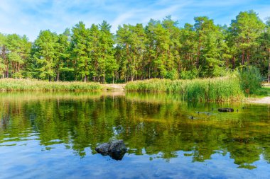 Serene Lake Surrounded by Lush Green Trees clipart