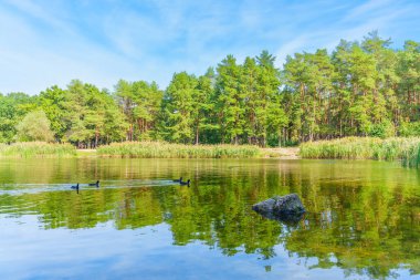 Serene Lake Reflection with Ducks and Lush Green Pine Forest clipart