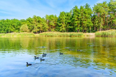 Ducks Swimming on Calm Lake clipart