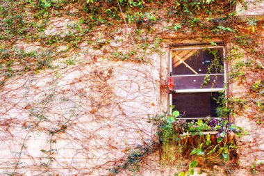 Terk Edilmiş Pencere Aşırı Büyümüş Asmalar ve Yeşillikler Tarafından Çerçevelenmiş
