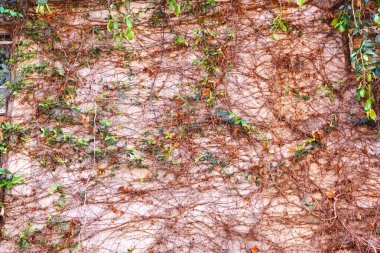 Twining Vines ve Leaves ile kaplı dokulu Duvar