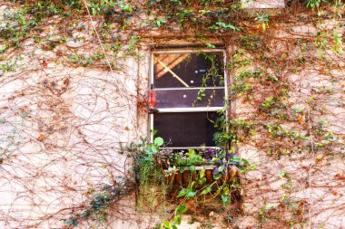 Yeşil Sarmaşıklı Fazla Büyümüş Pencere