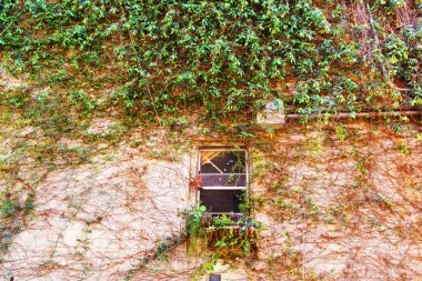 Şehir Duvarındaki Sarmaşıklar Yeşillikle Kaplıyor