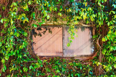 Eski Duvardaki Zengin Yeşillik ve Çarpık Asmalar Pencereyi Çerçeveledi