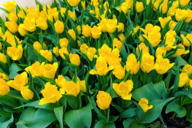 Kalın Sarı Laleler Yeşil Yeşilliklerle çevrili