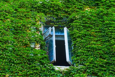 Vintage Binasında Lush Green Ivy tarafından Çerçevelenmiş Pencereyi Aç