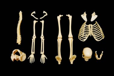 Siyah Arkaplanda İnsan İskeleti Parçaları