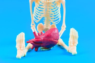 Mavi Arkaplan Karşısında Kalp Modeli Olan İnsan İskeleti Modeli