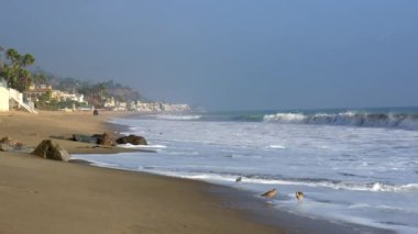 Manzaralı Malibu sahili, hafif dalgalar, kayalık kıyı şeridi ve yiyecek arayan sahil kuşları..