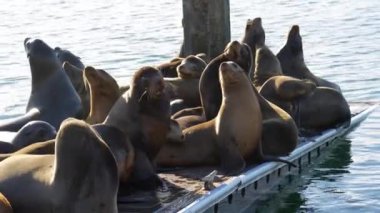 Bir grup deniz aslanı, Riverside 'ın sakin sularında rıhtımda uzanarak doğal davranışlarını ve yaşam alanlarını sergiliyorlar..