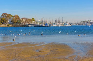 Los Angeles, Kaliforniya - 17 Aralık 2024: Tranquil Marina Del Rey ve Kuşlar ve Kıyı Boyunca Tekneler