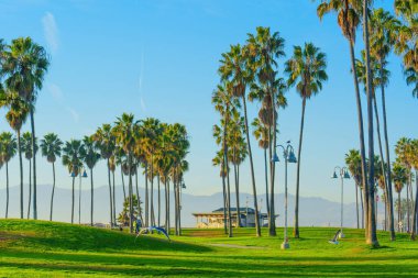 Los Angeles, Kaliforniya - 18 Aralık 2024: Venedik Plajı 'ndaki Palm Trees and Scenic Park Bölgesi