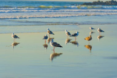 Venedik sahilinde martılar.