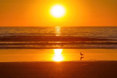 Venedik Plajında Shorebird ile Okyanus Üzerinde Gün Batımı