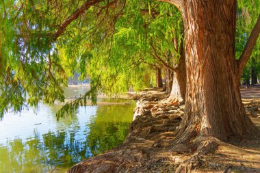 Riverside, California 'da sudaki yemyeşil ağaçlar
