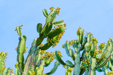 Mavi gökyüzü çiçeklenme kaktüs
