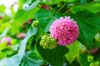 Dombeya Wallichii Flowers with Green Buds clipart