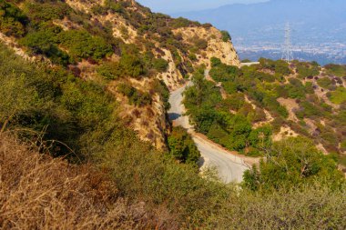 Griffith Park 'ta Yoğun Bitkilerle Dolu Yol