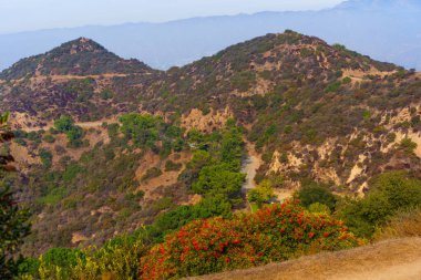 Griffith Park Tepelerinde Renkli Flora ve Patikaları