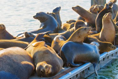 Su kenarında güneşli bir günde dinlenen bir grup Deniz Aslanı.