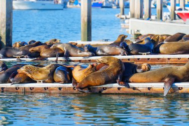 Güneşlenen deniz aslanları rıhtımdaki ahşap limanlarda dinleniyor.