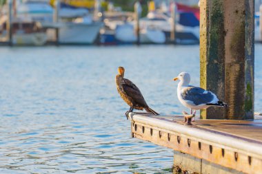 Karabatak ve bir martı rıhtımda duruyor, Oceanside Limanı 'nın sakin sularına bakıyor, kıyı kuşlarını vurguluyor..