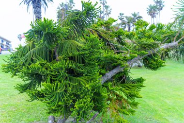 Araucaria Ağacı Yakınlaştırma Görünümü Eşsiz Renklendirme