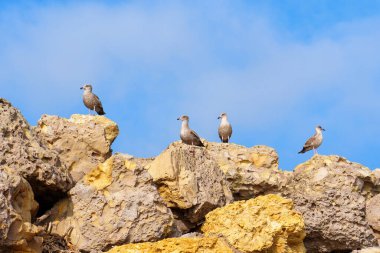 Malibu 'da Mavi Gök Altında Rocky Outcrop' a Dinlenen Martılar