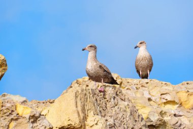 Güneşli Malibu 'da Rocky levreğinden İki Martı İzliyor