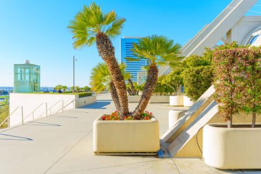 San Diego, Kaliforniya - 14 Ocak 2025 San Diego Kongre Merkezi 'nde Canlı Palmiye Ağaçları