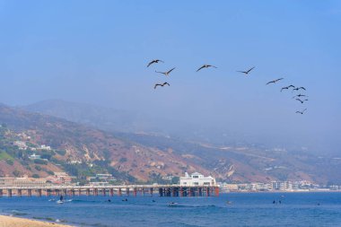 Malibu, California - 21 Aralık 2024 Sörfçülerle Malibu Rıhtımında Uçan Pelikanlar Dalgaların Tadını Çıkarıyor