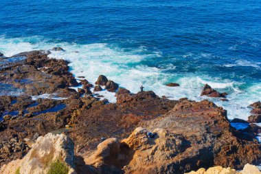 Palos Verdes, Kaliforniya 'daki Bluff Cove' da Balıkçılık ve Haftasonu Etkinlikleri