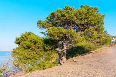 Palos Verdes Emlak Sahil Koruma Arazisi, Kaliforniya