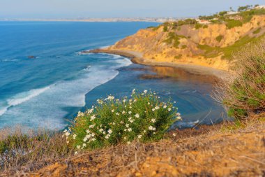 Palos Verdes Estates Sahil Koruma Alanı, Kaliforniya 'da canlı kıyı manzarası