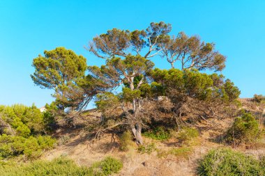Palos Verdes Mülkleri Sahil Koruma Alanı, Kaliforniya